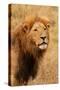 Lion's Intent Stare-Kathy Mansfield-Stretched Canvas