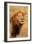 Lion's Intent Stare-Kathy Mansfield-Framed Art Print