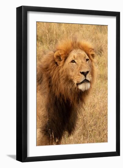 Lion's Intent Stare-Kathy Mansfield-Framed Art Print