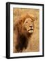 Lion's Intent Stare-Kathy Mansfield-Framed Art Print