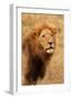 Lion's Intent Stare-Kathy Mansfield-Framed Art Print