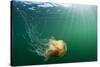 Lion's Mane Jellyfish, Alaska-Paul Souders-Stretched Canvas