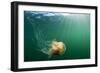 Lion's Mane Jellyfish, Alaska-Paul Souders-Framed Photographic Print
