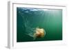 Lion's Mane Jellyfish, Alaska-Paul Souders-Framed Photographic Print