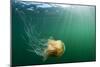 Lion's Mane Jellyfish, Alaska-Paul Souders-Mounted Photographic Print