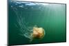 Lion's Mane Jellyfish, Alaska-Paul Souders-Mounted Photographic Print