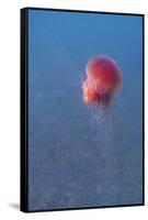 Lion's mane jellyfish (Cyanea capillata), Prince William Sound, Alaska, United States of America, N-Ashley Morgan-Framed Stretched Canvas