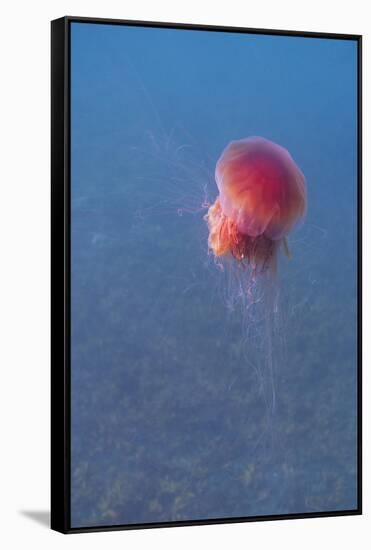 Lion's mane jellyfish (Cyanea capillata), Prince William Sound, Alaska, United States of America, N-Ashley Morgan-Framed Stretched Canvas