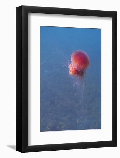 Lion's mane jellyfish (Cyanea capillata), Prince William Sound, Alaska, United States of America, N-Ashley Morgan-Framed Photographic Print