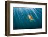 Lion's mane jellyfish with commensal Crested sculpin-Shane Gross-Framed Photographic Print