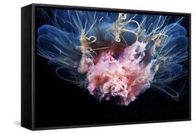 Lion's Mane Jellyfish-Alexander Semenov-Framed Stretched Canvas