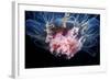 Lion's Mane Jellyfish-Alexander Semenov-Framed Premium Photographic Print