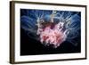 Lion's Mane Jellyfish-Alexander Semenov-Framed Premium Photographic Print