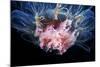 Lion's Mane Jellyfish-Alexander Semenov-Mounted Premium Photographic Print