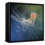 Lion's Mane Jellyfish-Alexander Semenov-Framed Stretched Canvas