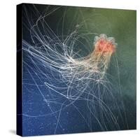 Lion's Mane Jellyfish-Alexander Semenov-Stretched Canvas