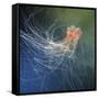 Lion's Mane Jellyfish-Alexander Semenov-Framed Stretched Canvas