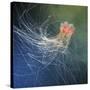 Lion's Mane Jellyfish-Alexander Semenov-Stretched Canvas