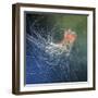 Lion's Mane Jellyfish-Alexander Semenov-Framed Premium Photographic Print