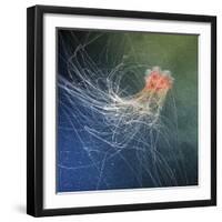 Lion's Mane Jellyfish-Alexander Semenov-Framed Premium Photographic Print