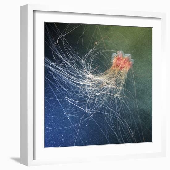 Lion's Mane Jellyfish-Alexander Semenov-Framed Premium Photographic Print