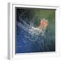 Lion's Mane Jellyfish-Alexander Semenov-Framed Premium Photographic Print