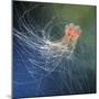 Lion's Mane Jellyfish-Alexander Semenov-Mounted Premium Photographic Print