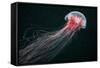 Lion's Mane Jellyfish-Alexander Semenov-Framed Stretched Canvas