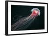 Lion's Mane Jellyfish-Alexander Semenov-Framed Premium Photographic Print