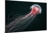 Lion's Mane Jellyfish-Alexander Semenov-Mounted Premium Photographic Print