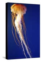 Lion's Mane Jellyfish-null-Stretched Canvas