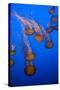 Lion's Mane Jellyfish-Richard T. Nowitz-Stretched Canvas