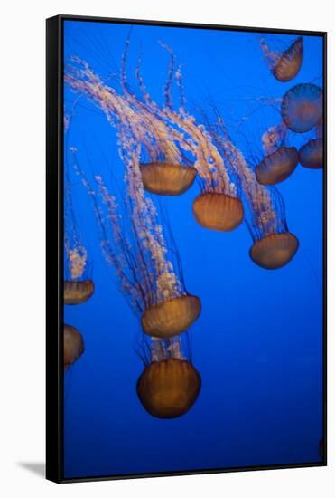 Lion's Mane Jellyfish-Richard T. Nowitz-Framed Stretched Canvas