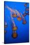 Lion's Mane Jellyfish-Richard T. Nowitz-Stretched Canvas