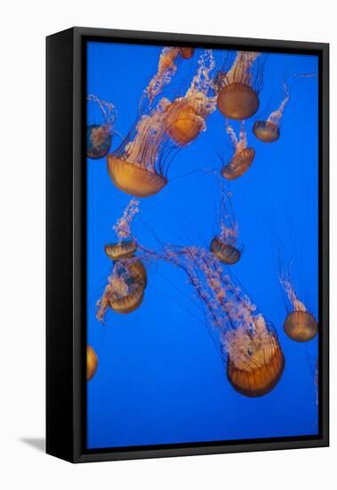 Lion's Mane Jellyfish-Richard T. Nowitz-Framed Stretched Canvas