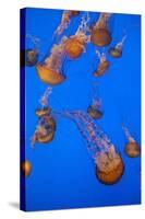 Lion's Mane Jellyfish-Richard T. Nowitz-Stretched Canvas