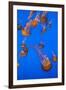 Lion's Mane Jellyfish-Richard T. Nowitz-Framed Premium Photographic Print