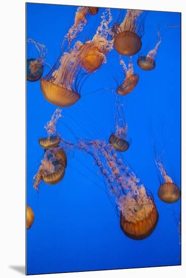 Lion's Mane Jellyfish-Richard T. Nowitz-Mounted Premium Photographic Print