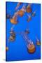 Lion's Mane Jellyfish-Richard T. Nowitz-Stretched Canvas