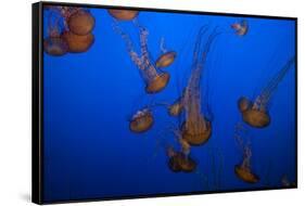 Lion's Mane Jellyfish-Richard T. Nowitz-Framed Stretched Canvas