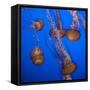 Lion's Mane Jellyfish-Richard T. Nowitz-Framed Stretched Canvas