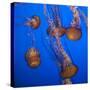 Lion's Mane Jellyfish-Richard T. Nowitz-Stretched Canvas