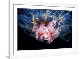 Lion's Mane Jellyfish-Alexander Semenov-Framed Photographic Print