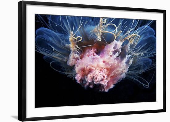 Lion's Mane Jellyfish-Alexander Semenov-Framed Photographic Print