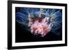 Lion's Mane Jellyfish-Alexander Semenov-Framed Photographic Print