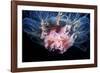 Lion's Mane Jellyfish-Alexander Semenov-Framed Photographic Print