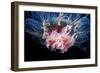 Lion's Mane Jellyfish-Alexander Semenov-Framed Photographic Print