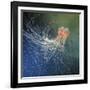 Lion's Mane Jellyfish-Alexander Semenov-Framed Photographic Print