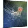 Lion's Mane Jellyfish-Alexander Semenov-Mounted Photographic Print