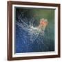 Lion's Mane Jellyfish-Alexander Semenov-Framed Photographic Print